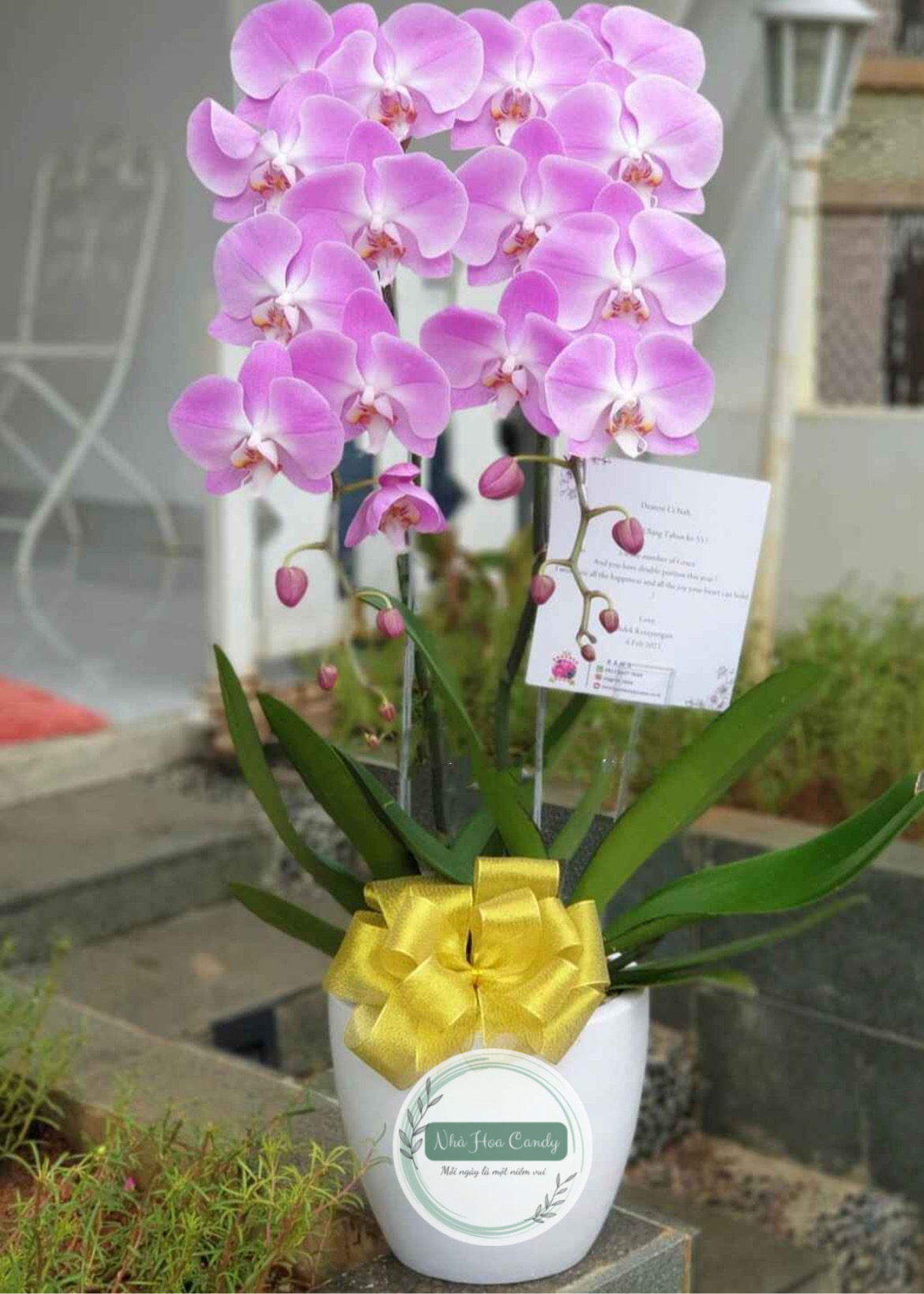 Song hành 2 - chậu lan hồ điệp 2 cành