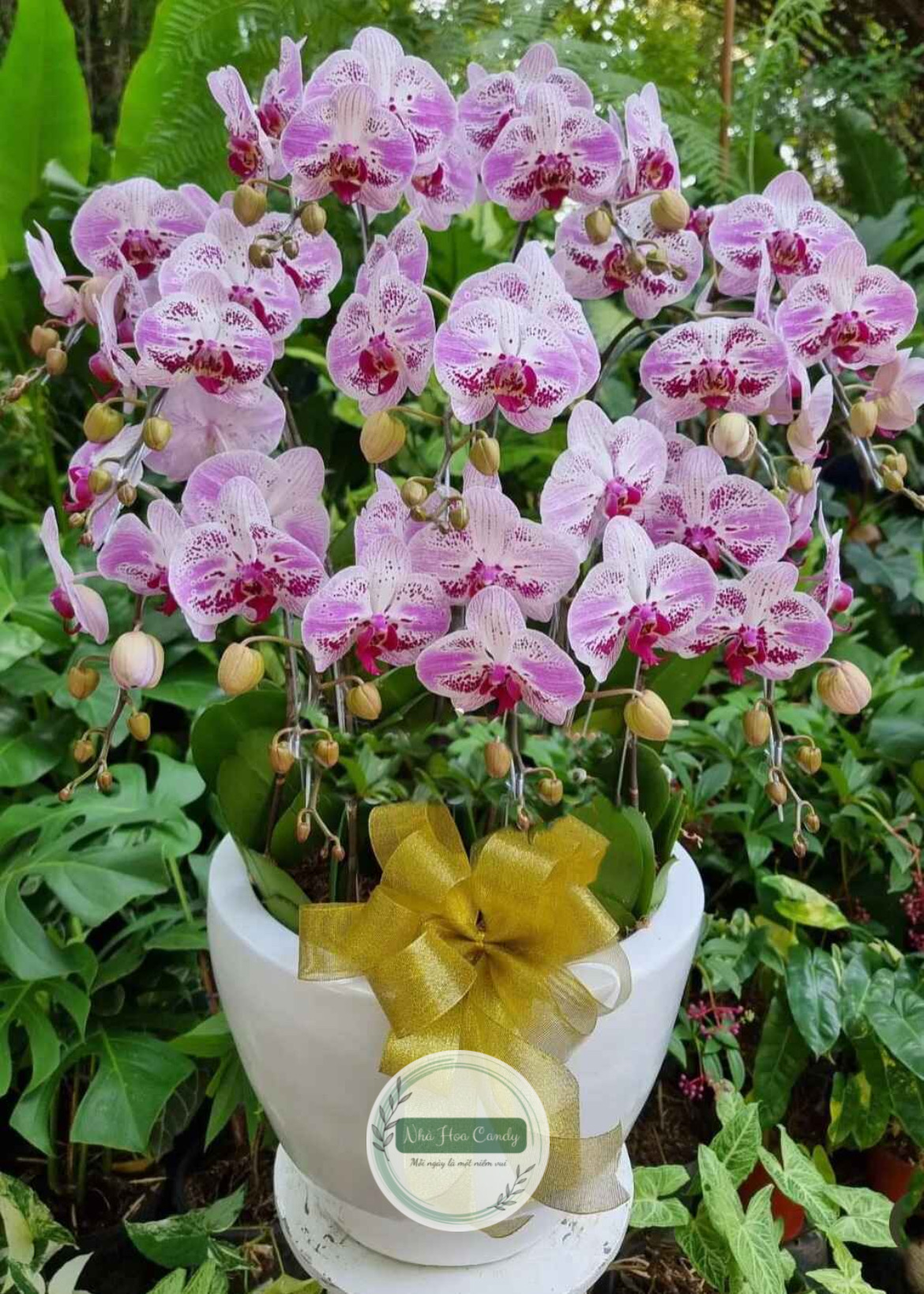 Phát tài phát lộc - chậu lan hồ điệp đột biến 10 cành