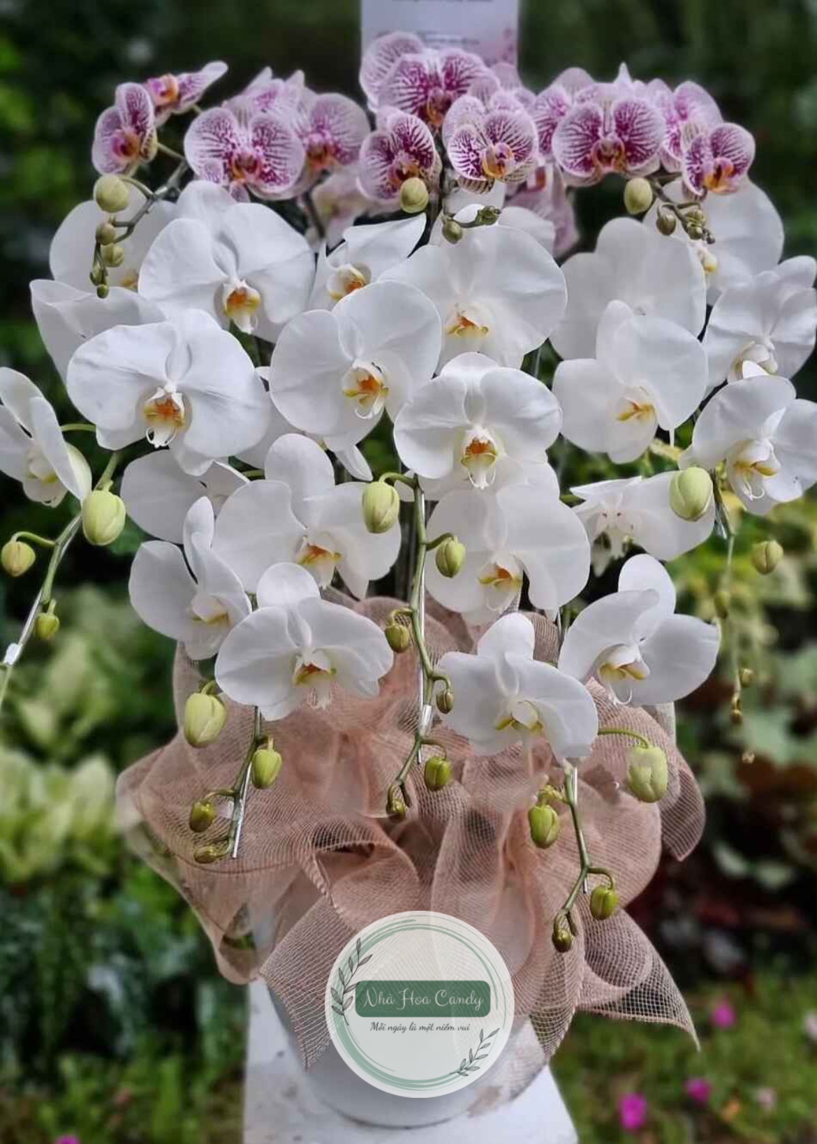 Tài lộc - chậu lan hồ điệp 8 cành
