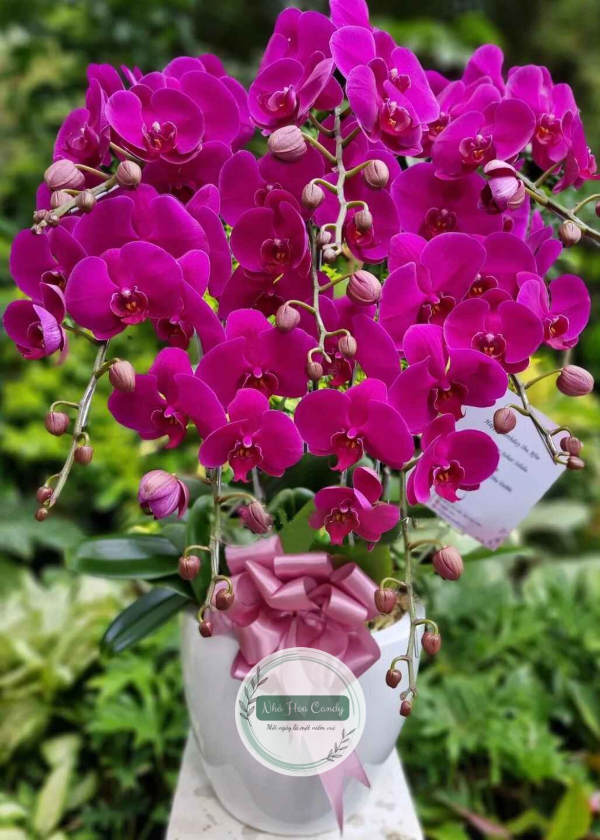 Phúc lộc - chậu lan hồ điệp 8 cành lan tím