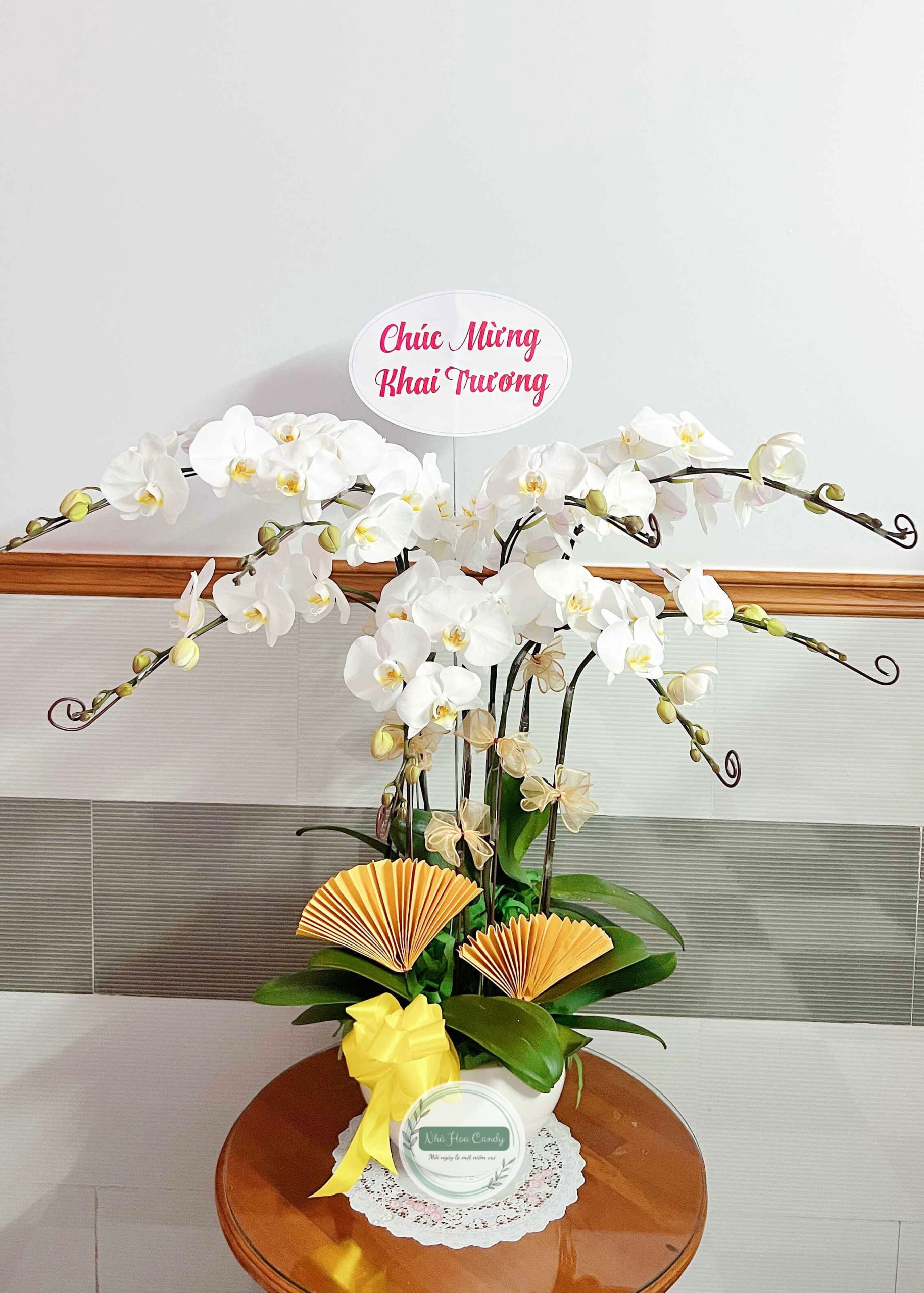 Niềm tin - chậu lan hồ điệp 8 cành