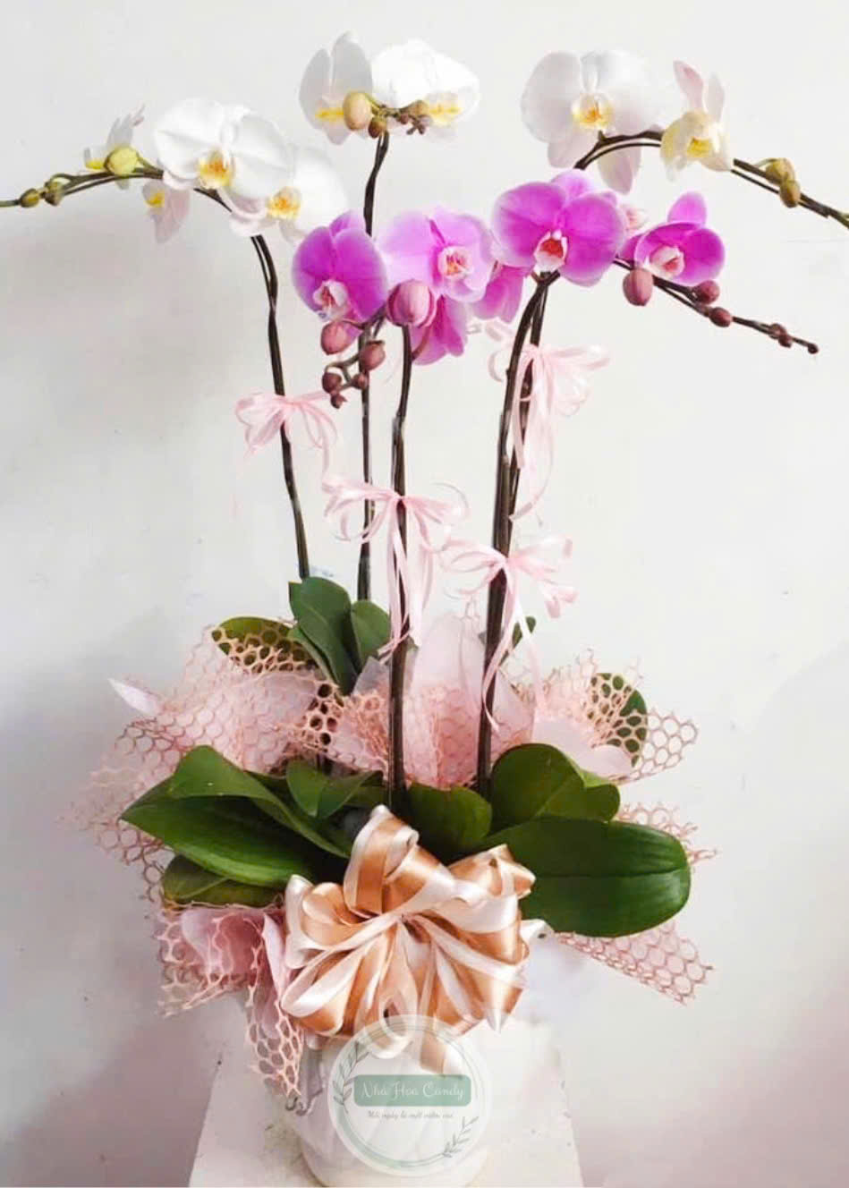 Chậu lan hồ điệp viên mãn - 5 cành
