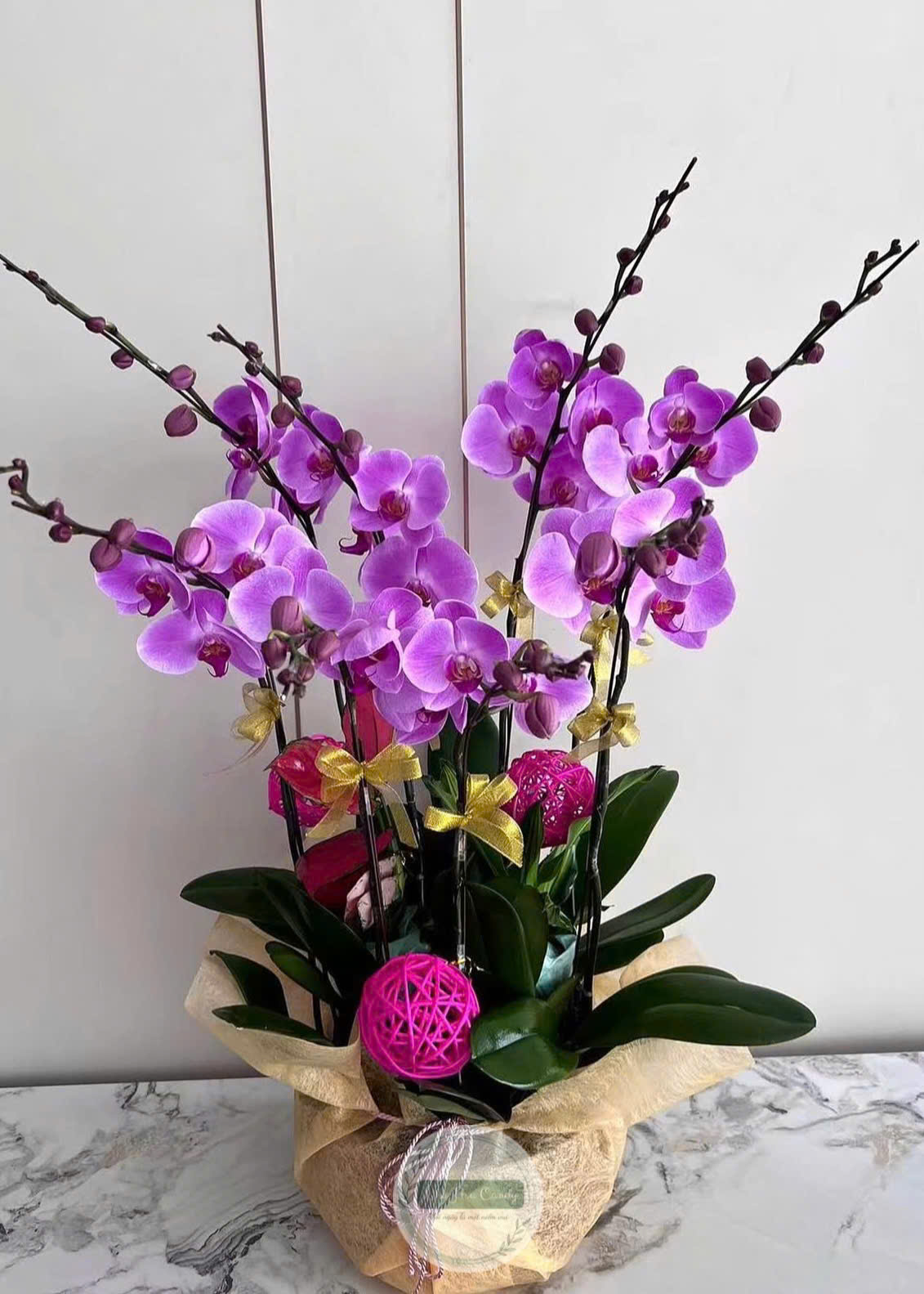 Chậu hoa lan 8 cành - Vạn sự cát tường